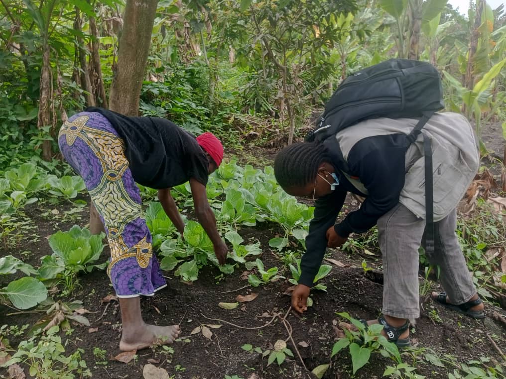 Two women tending leafy crops in a garden